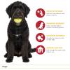 Wrangler Tennis Balls for Dogs – 3-Pack Non-Toxic Rubber Fetch Balls – High-Visibility Fetch Toys for Dogs – Standard 2.5″ Size – Interactive Dog Toys and Breeds